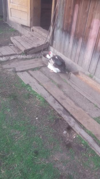  - 01 - Matca pentru 2018