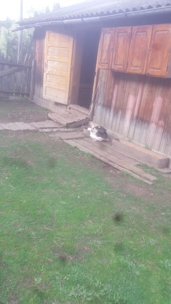  - 01 - Matca pentru 2018