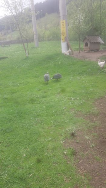  - 05 Arhiva Bibilici - Picheri