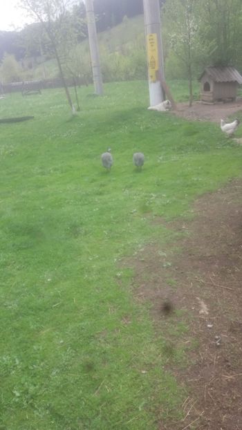  - 05 Arhiva Bibilici - Picheri