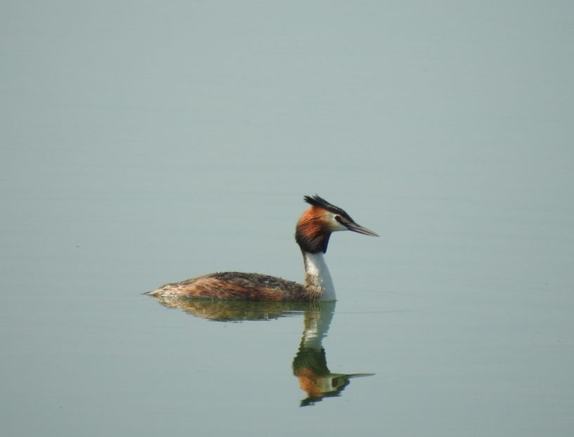 Corcodel mare (Podiceps cristatus) - FOTOGRAFIE