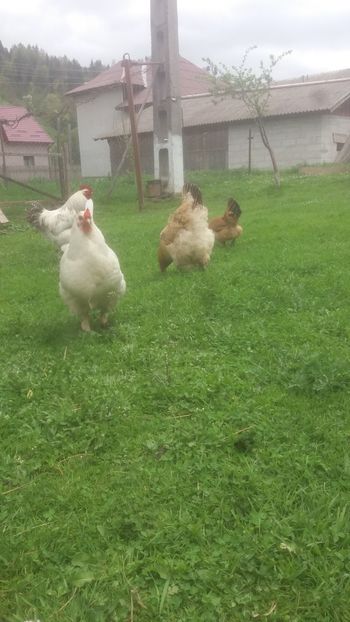  - F Gaini de tara si kabir