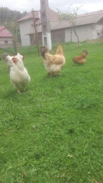  - F Gaini de tara si kabir