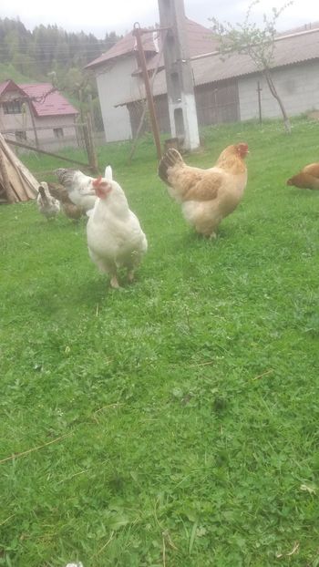  - F Gaini de tara si kabir