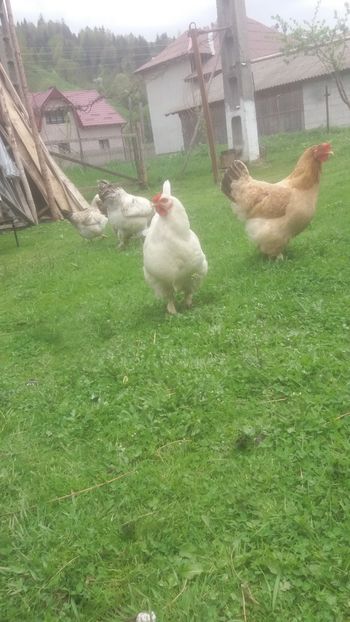  - F Gaini de tara si kabir