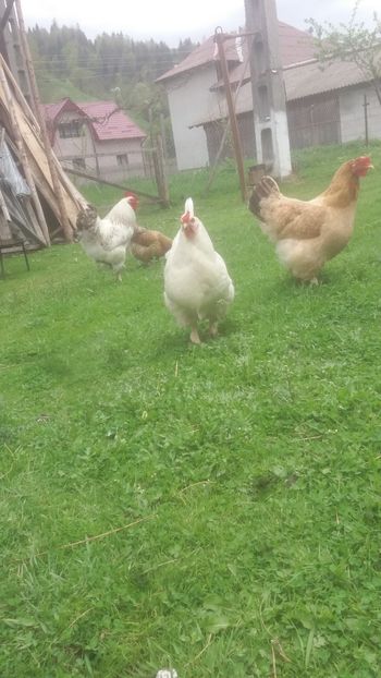  - F Gaini de tara si kabir