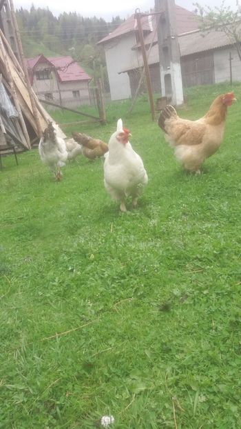  - F Gaini de tara si kabir