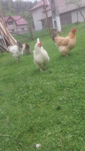  - F Gaini de tara si kabir