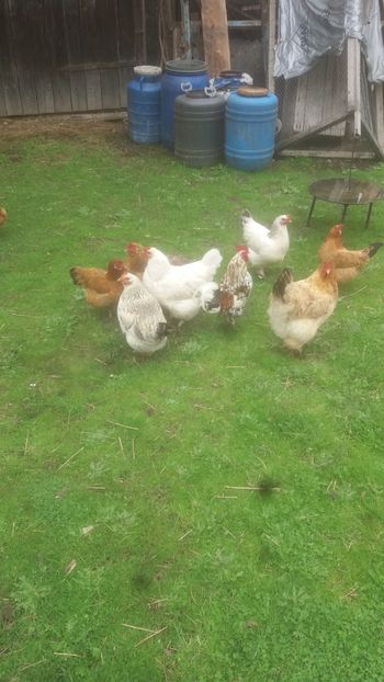  - F Gaini de tara si kabir