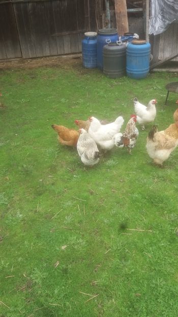  - F Gaini de tara si kabir