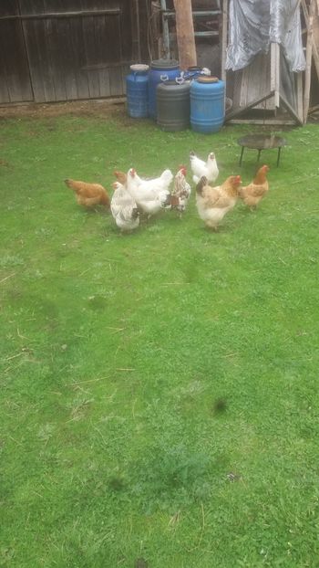  - F Gaini de tara si kabir