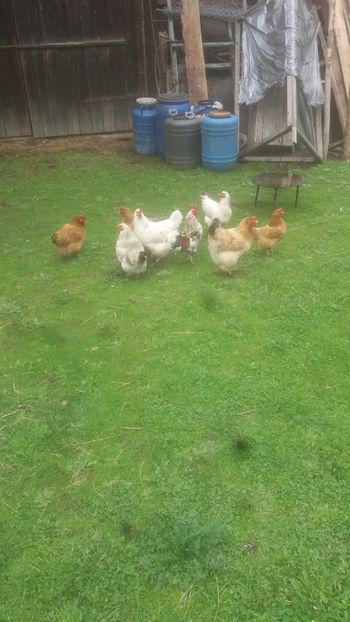  - F Gaini de tara si kabir