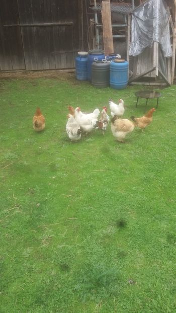  - F Gaini de tara si kabir