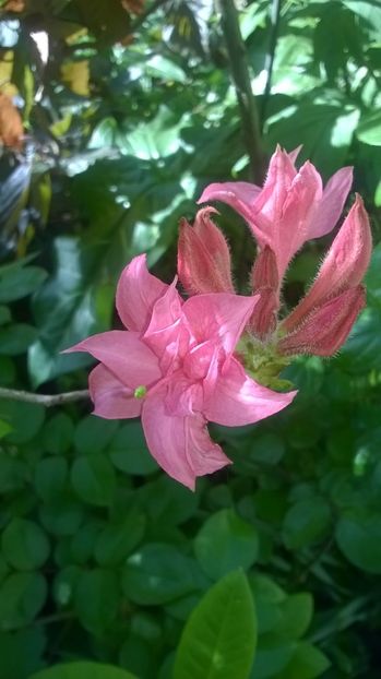 Azaleea mollis Homebush - Rhododendron