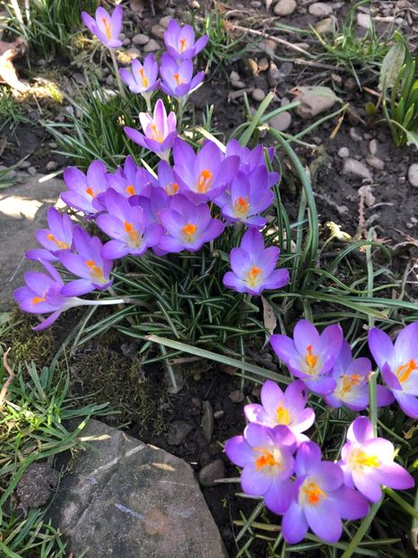 Inceput de martie - 0021 GRADINA IN 2018 2020