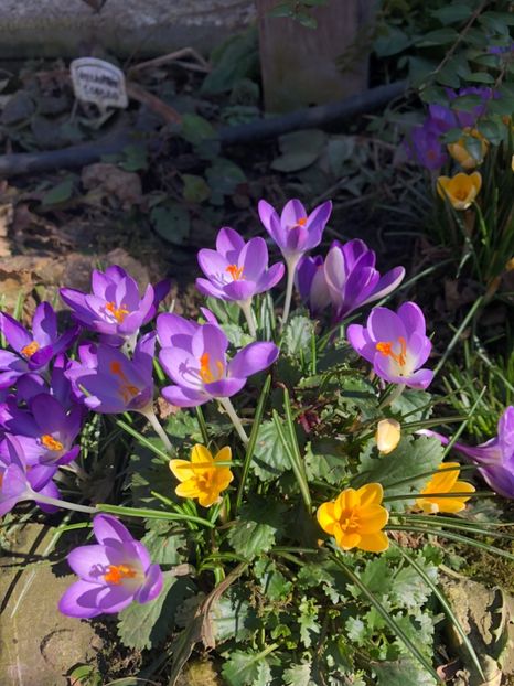 Inceput de martie - 0021 GRADINA IN 2018 2020