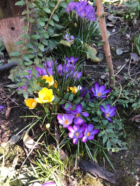 Inceput de martie - 0021 GRADINA IN 2018 2020