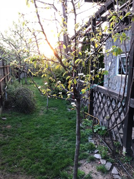 14 aprilie 2018 - 0021 GRADINA IN 2018 2020