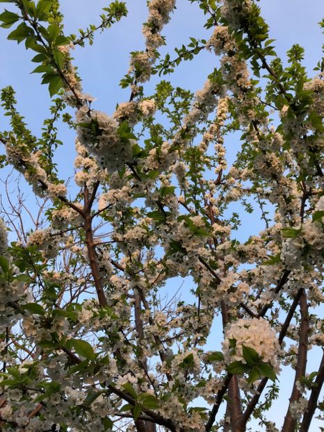 aprilie - 0021 GRADINA IN 2018 2020