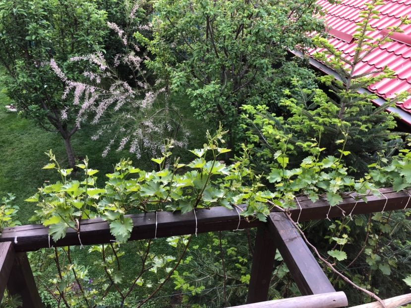 27.04.2018 - 0021 GRADINA IN 2018 2020