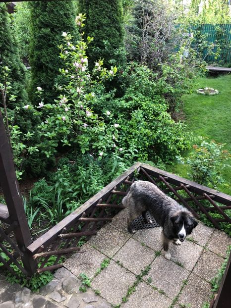 27.04.2018 - 0021 GRADINA IN 2018 2020