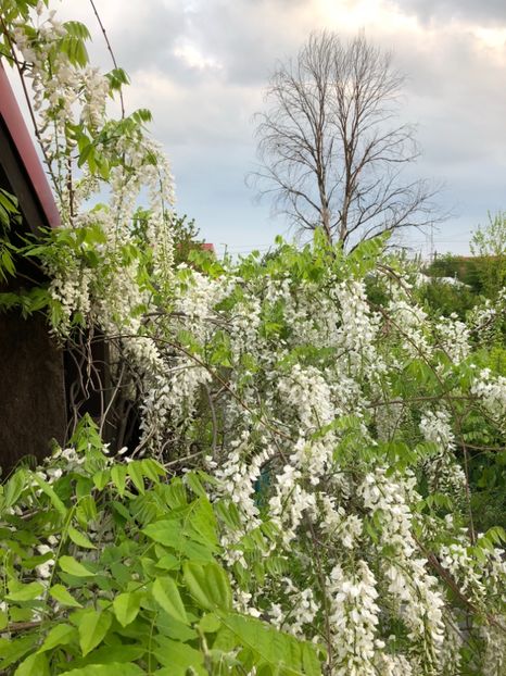 27.04.2018 - 0021 GRADINA IN 2018 2020