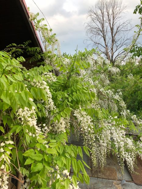 27.04.2018 Glicina - 0021 GRADINA IN 2018 2020