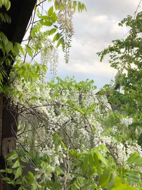 27.04.2018 Glicina - 0021 GRADINA IN 2018 2020