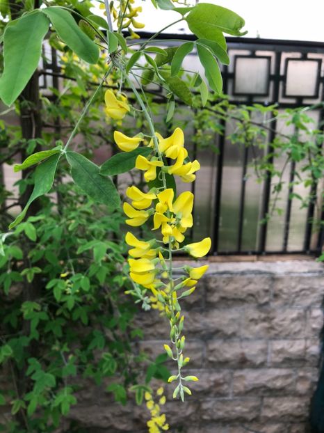 27.04.2018 - 0021 GRADINA IN 2018 2020