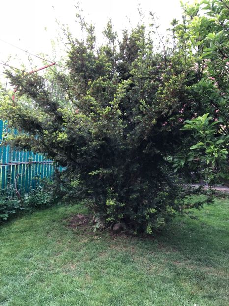 27.04.2018 Taxus Baccatta - 0021 GRADINA IN 2018 2020