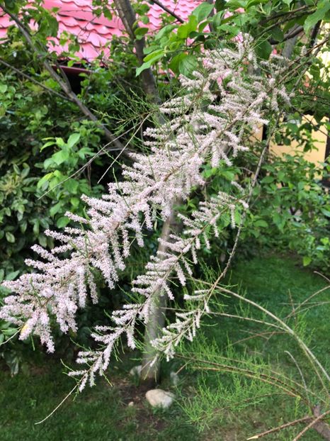 27.04.2018 Tamarix - 0021 GRADINA IN 2018 2020