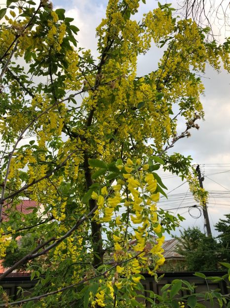 27.04.2018 - 0021 GRADINA IN 2018 2020