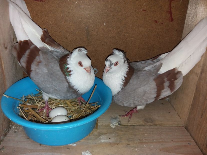  - Jucători de Amara