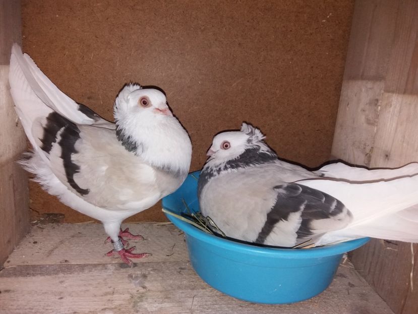  - Jucători de Amara