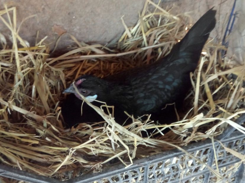 Closca 6 - A2 - Pitice de Corbeanca