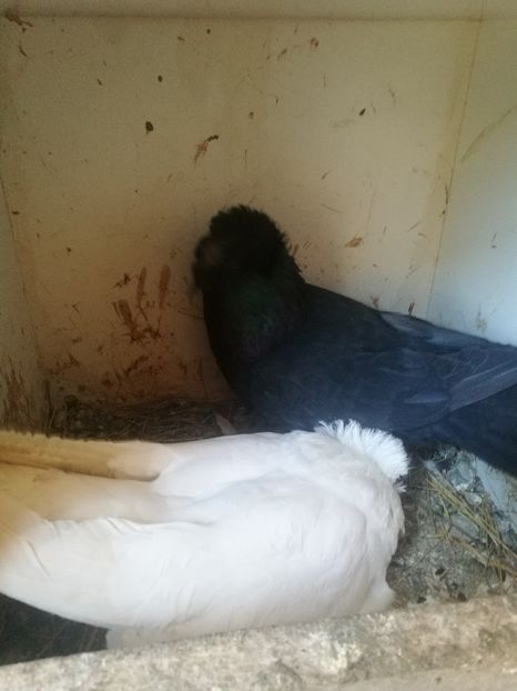  - Matcă 2018 tobosari germani