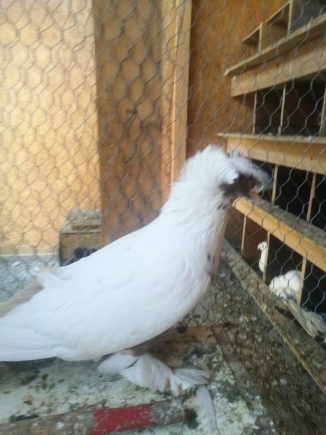  - Matcă 2018 tobosari germani