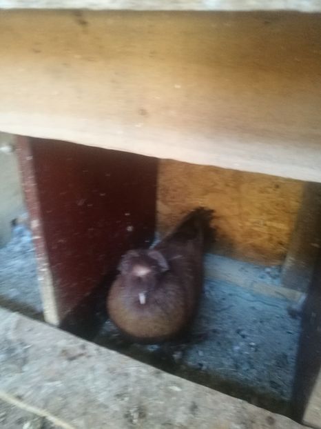  - Matcă 2018 tobosari germani