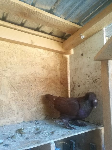  - Matcă 2018 tobosari germani