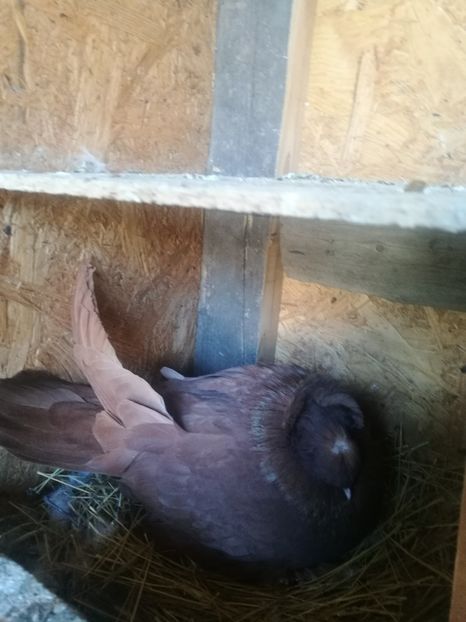  - Matcă 2018 tobosari germani