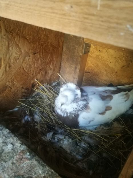  - Matcă 2018 tobosari germani