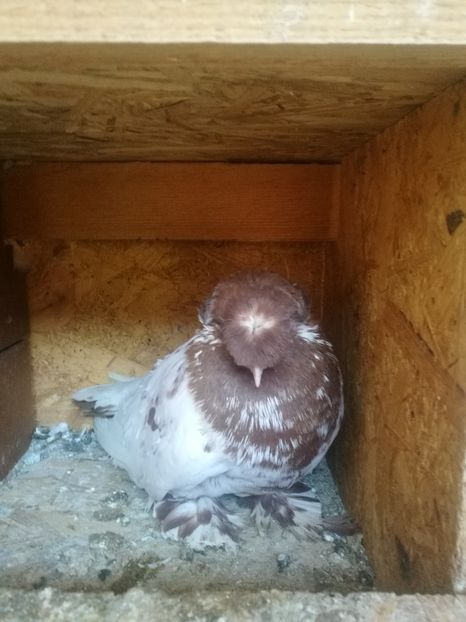  - Matcă 2018 tobosari germani