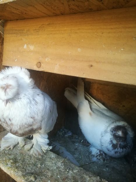  - Matcă 2018 tobosari germani