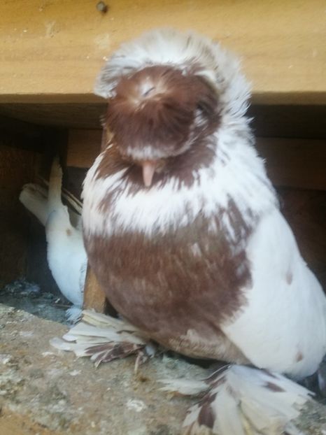  - Matcă 2018 tobosari germani