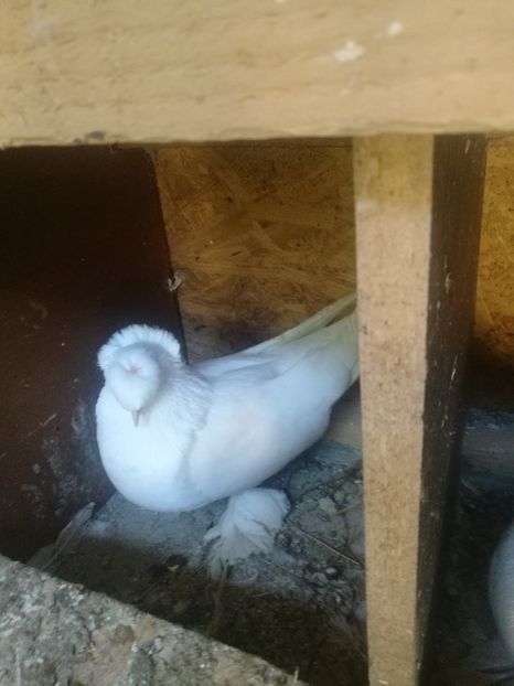  - Matcă 2018 tobosari germani