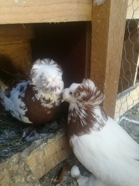  - Matcă 2018 tobosari germani