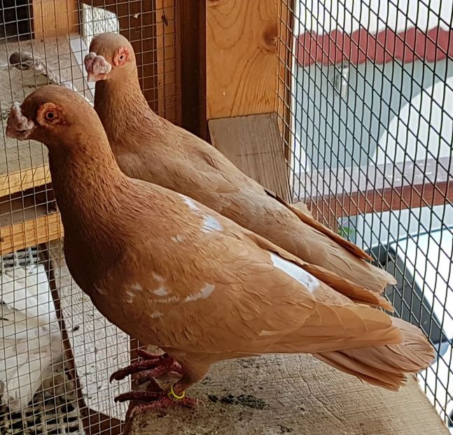  - CARUNCULATI Pentru 2020