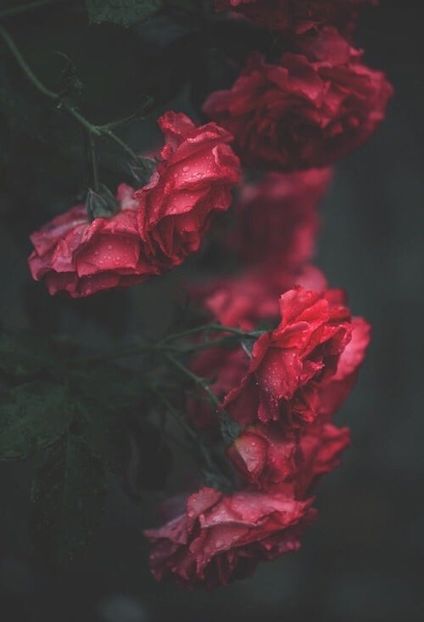  - Poze 4