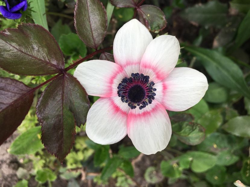 74E308F7-CA9C-410B-A00C-86853C9AEF2F - Anemone