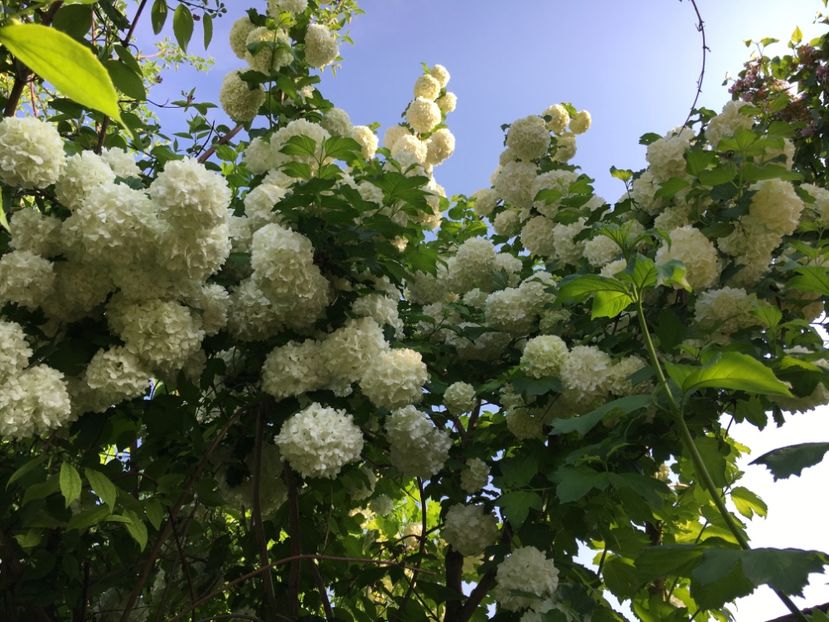 054CA50A-B2A4-4BBF-A008-AC20C1F804BD - Arbuști 2018